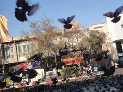 کبوتر چهارراه طالقانی تبریز